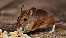 24 Hour & Emergency Exterminators in Big Bear City, CA